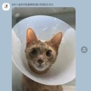 24시 글로리 동물병원 이미지