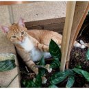 못말리는 고양이 이미지