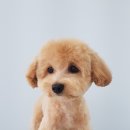 도브리댕 이미지