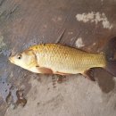 봉림낚시터 이미지