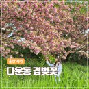 GM대우경주중부바로정비 | 울산 다운동 겹벚꽃 명소 현재 기준 개화현황과 주차 정보