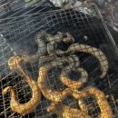 고성곰장어 이미지