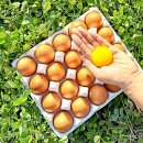 미래팜스 이미지