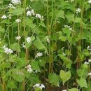 여름에 좋은 핑크 메밀 파종시기 메밀 효능 메밀 먹거리 이미지