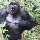 고릴라 이미지