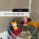 사부작사부작작업실 | 초보식집사 추천 | 관리 필요 없는 “공감각” 천연 모스 이끼 테라리움 만들기