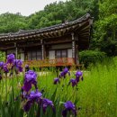 의성금파정 이미지