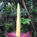 타이탄 아룸 [시체꽃, 아모르포팔루스 티타눔 (Amorphophallus titanum)] 이미지