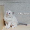 잘난돌스 | 렉돌/캣쇼/CFA캣쇼]브리더... 잘난돌스 레오를 기록하다. #캣쇼후기쓰려다..망했심..말많음주의...ㅜ.ㅜ