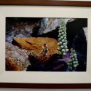 들꽃사랑 이미지