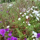 온천자미정 | ✅ 믿을 수 있는 쇼핑몰을 고르는 팁 🔒 자물쇠 표시가 있는지 확인