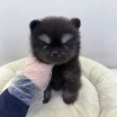 강아지의 하루 | 드림독 인천에서 시작한 검단 강아지 입양 후기, 하루 만에 마음이 단단해진 기록 🐾