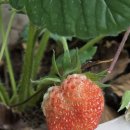 삼산골푸드 | 5월 16일: 익어가는 딸기와 뭔가 문제가 생긴 복숭아 나무. 오늘 저녁과 드디어 잡은 K3 멜론