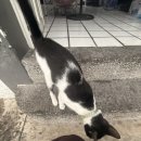 더 도그맘 이미지