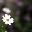 만발목장 이미지