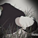 김삿갓면-32 이미지