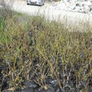 이창현 농장 | 블루베리농장체험과 블루베리묘목판매 이천명가 블루베리농장