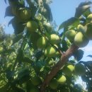 동산농원 이미지