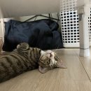 태종동물병원 이미지