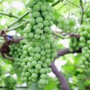 행복애농원 이미지