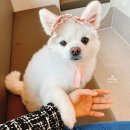 BK심장동물병원 이미지