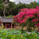 경주부근의 배롱나무, 연꽃, 해바라기 화려한 향연 이미지