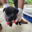 오수의과 동물병원 이미지