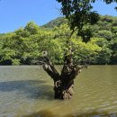 왕버들로 이미지