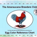 &#34;아메라우카나&#34;는 필수 조건이 청색계통 계란을 생산해야만 됩니다. 이미지