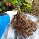 탁근농장 이미지