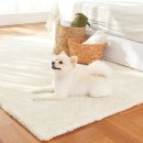 노원N동물의료센터 이미지