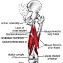 대퇴이두근(hamstring) 이미지