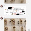 동안유치원 | 일산애견유치원 추천하는 맘바이 강아지유치원