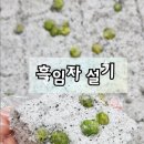 떡메치는조서방