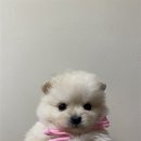 탑스동물메디컬센터