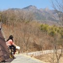 금성애견 이미지