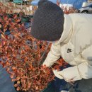 룰루베리팜 이미지