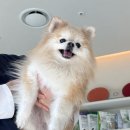 예지사료 | [영등포] 11살 강아지 건강검진+스케일링 내돈내산 후기 | 동물병원 예지에서 두번째 검진!