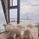 무지개펜션 | 바다뷰에 바베큐까지? 양양 숨은 애견동반 명소! 바다빛무지개펜션 바다앞 바베큐 후기 (재방문)