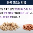 땅콩비어 네이버블로그