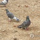 비둘기