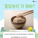 미성동주민센터 | 2026 군산 꽁당보리축제 주차 미성동 보리축제 군산여행 할인 팁
