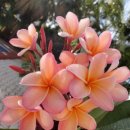 플루메리아 이미지