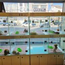 라이프독 강릉점 24시 강아지분양 고양이분양 이미지