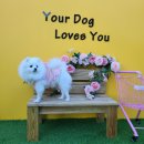 라운지 도그 이미지