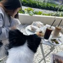 멍멍한끼 이미지