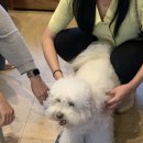 선유애견 이미지