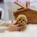 펫퍼스트 24시 강아지분양 고양이분양 이미지