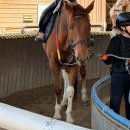주식회사 월드승마학교 | 시흥시 월드승마학교 / 학생승마 후기 (초등학생)