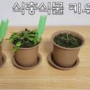 파리지옥 키우기 꽃 물주기 분갈이 식충식물 종류 화분 식물 날파리 퇴치 이미지